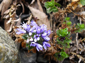Veronica sp